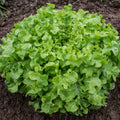 Alface Salad Bowl