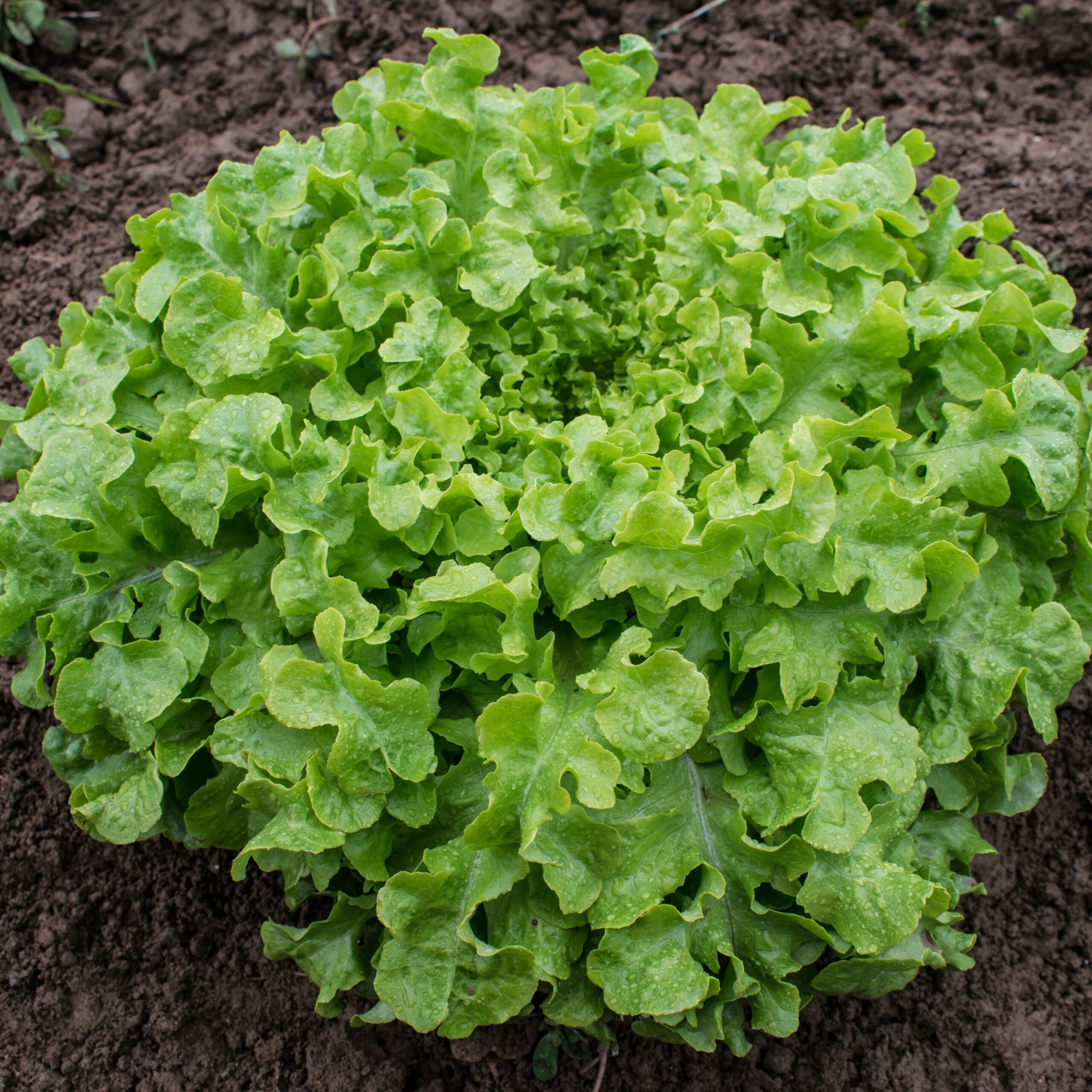 Alface Salad Bowl