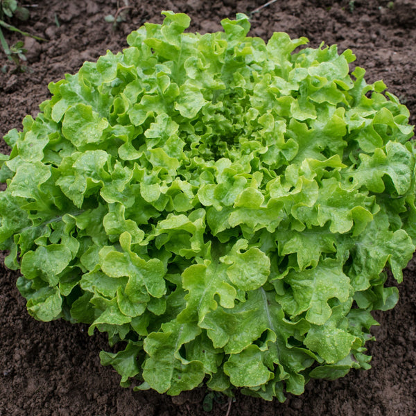 Alface Salad Bowl