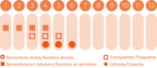 Alface Maycrop