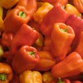 Pimento Albaregia