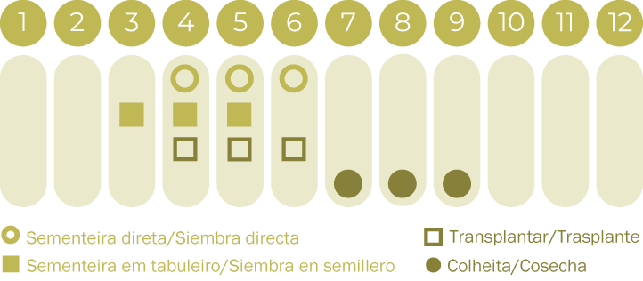 Melão Branco do Ribatejo