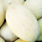 Melão Branco do Ribatejo