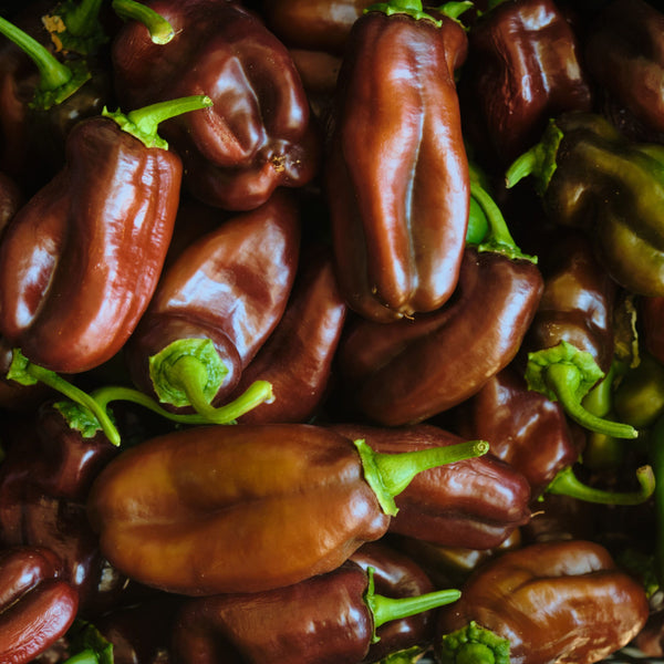 Pimento Sweet Chocolate