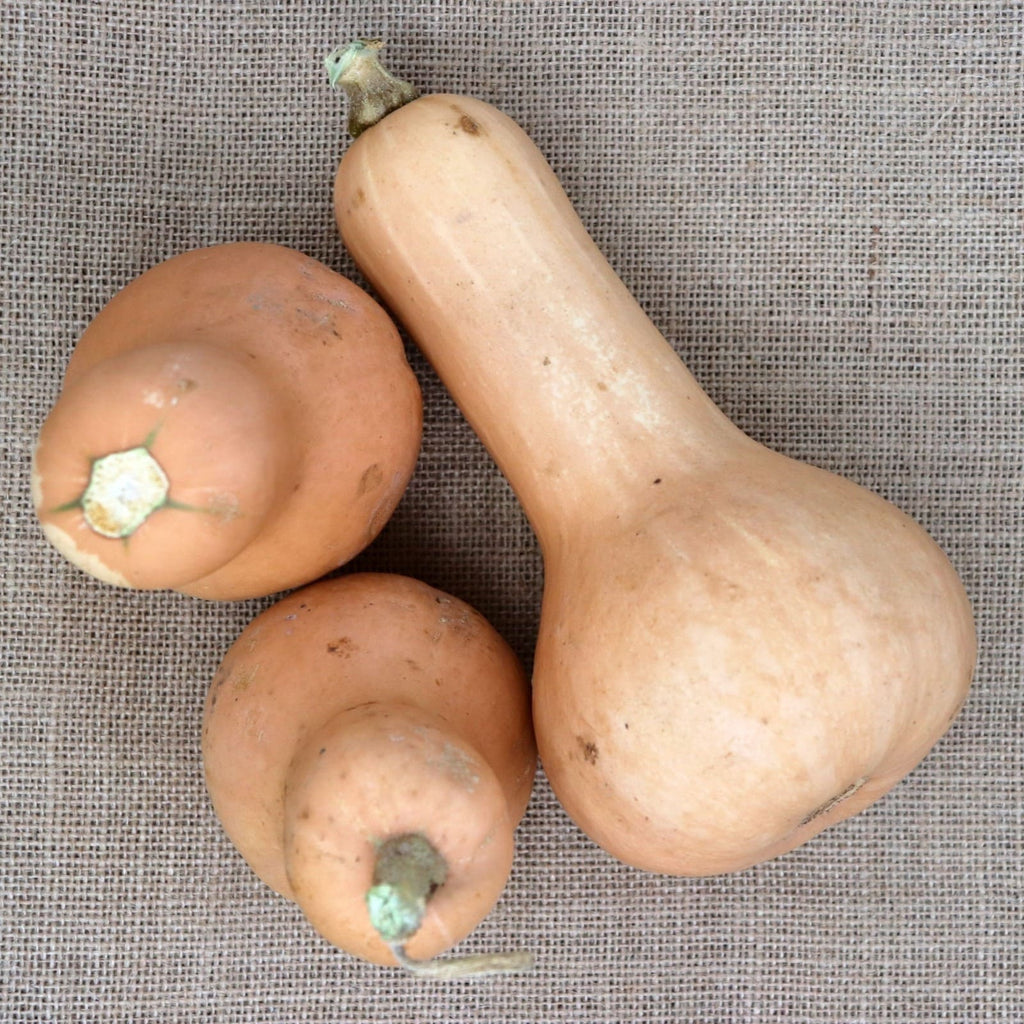 Abóbora Butternut Waltham