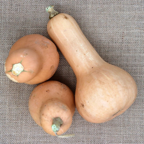 Abóbora Butternut Waltham