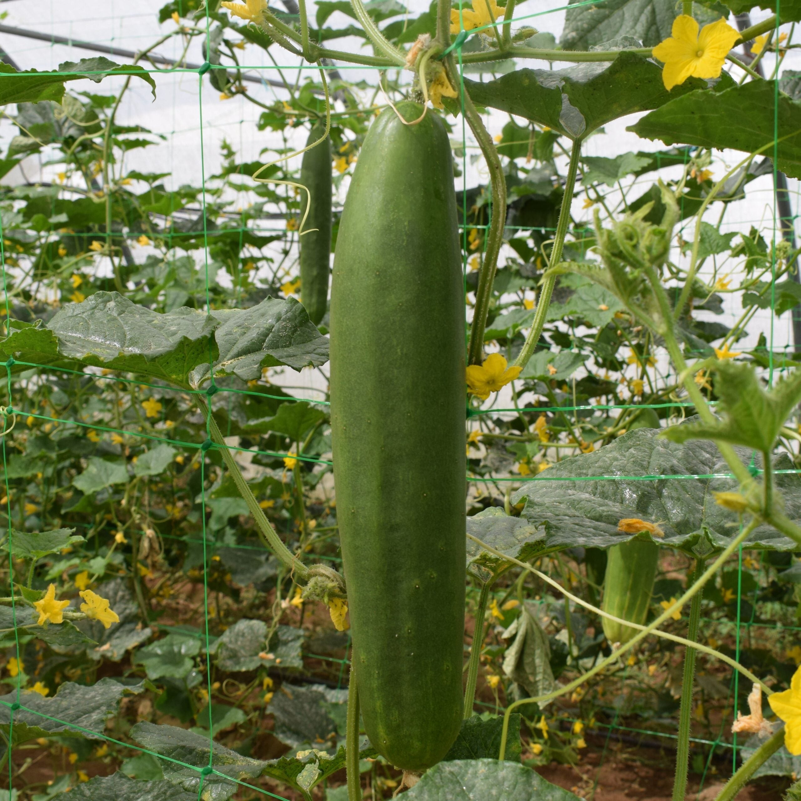 Pepino Tanja