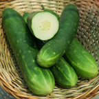 Pepino Tanja