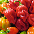 Pimento Habanero Vermelho