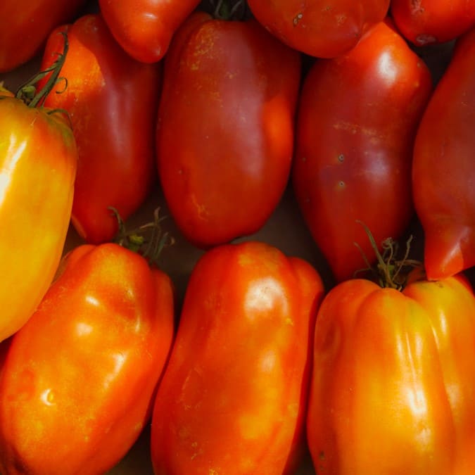 Tomate Des Andes