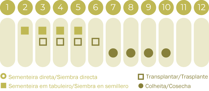 Tomate Coração de Boi negro