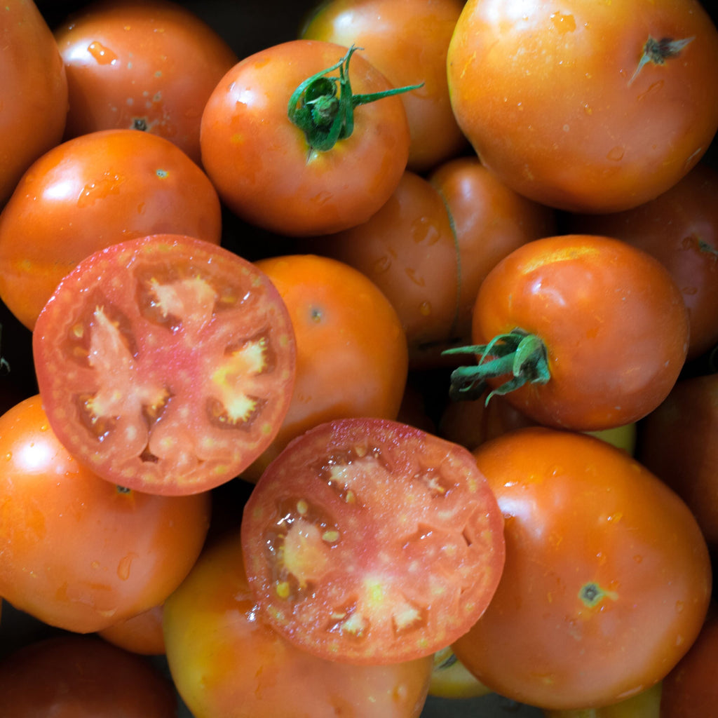 Tomate Floradade