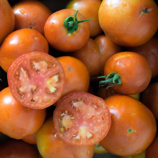 Tomate Floradade