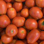 Tomate UC 105 J