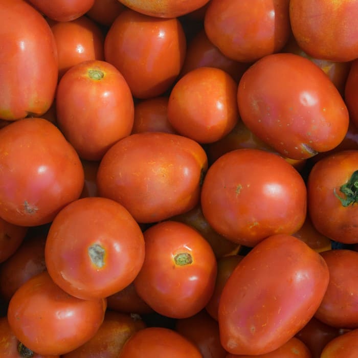 Tomate UC 105 J