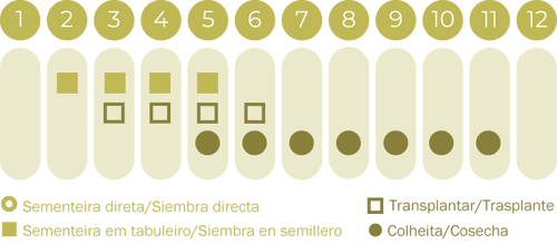 Beringela Listada de Gandia