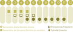 Beringela White Egg