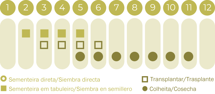 Beringela White Egg