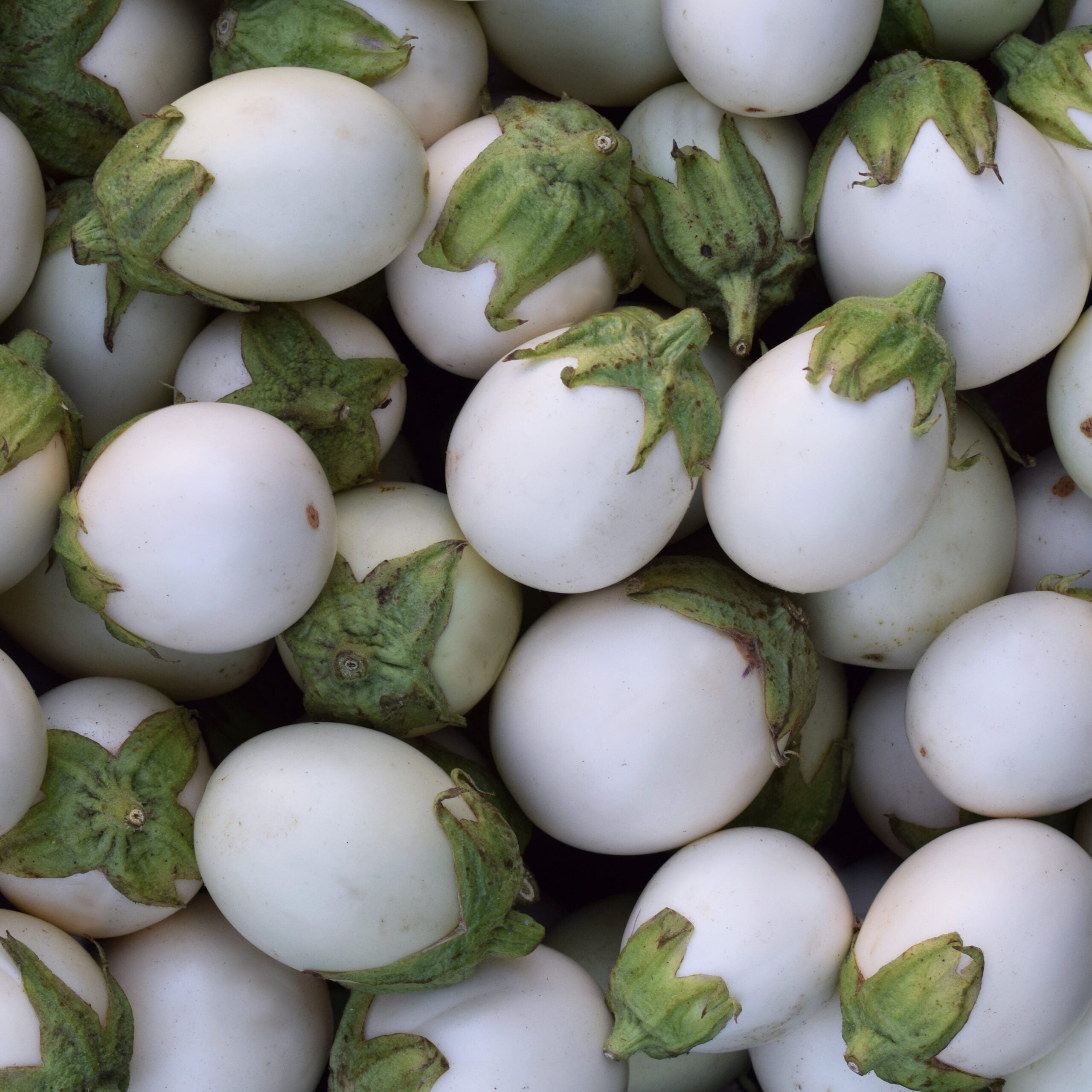 Beringela White Egg
