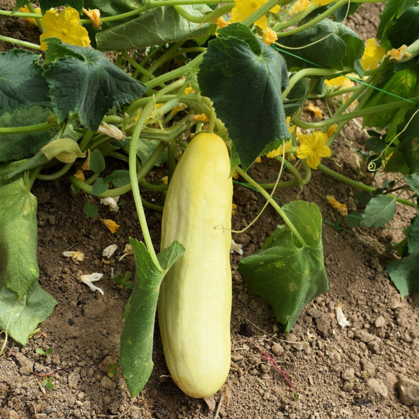 Pepino White Wonder