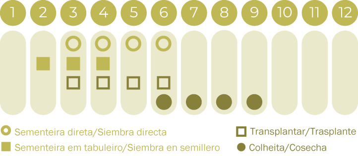 Pepino White Wonder
