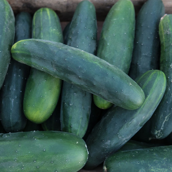 Pepino Marketmore