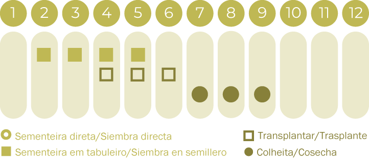 Pimento Padrón