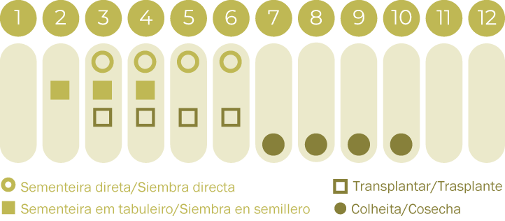 Abóbora Spaghetti
