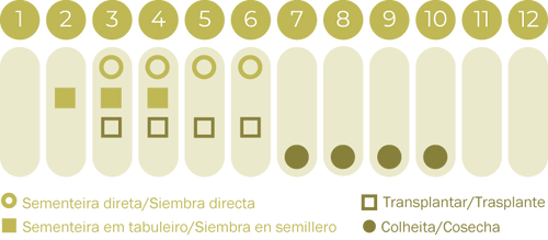 Abóbora Porqueira 'Bornes' BIO