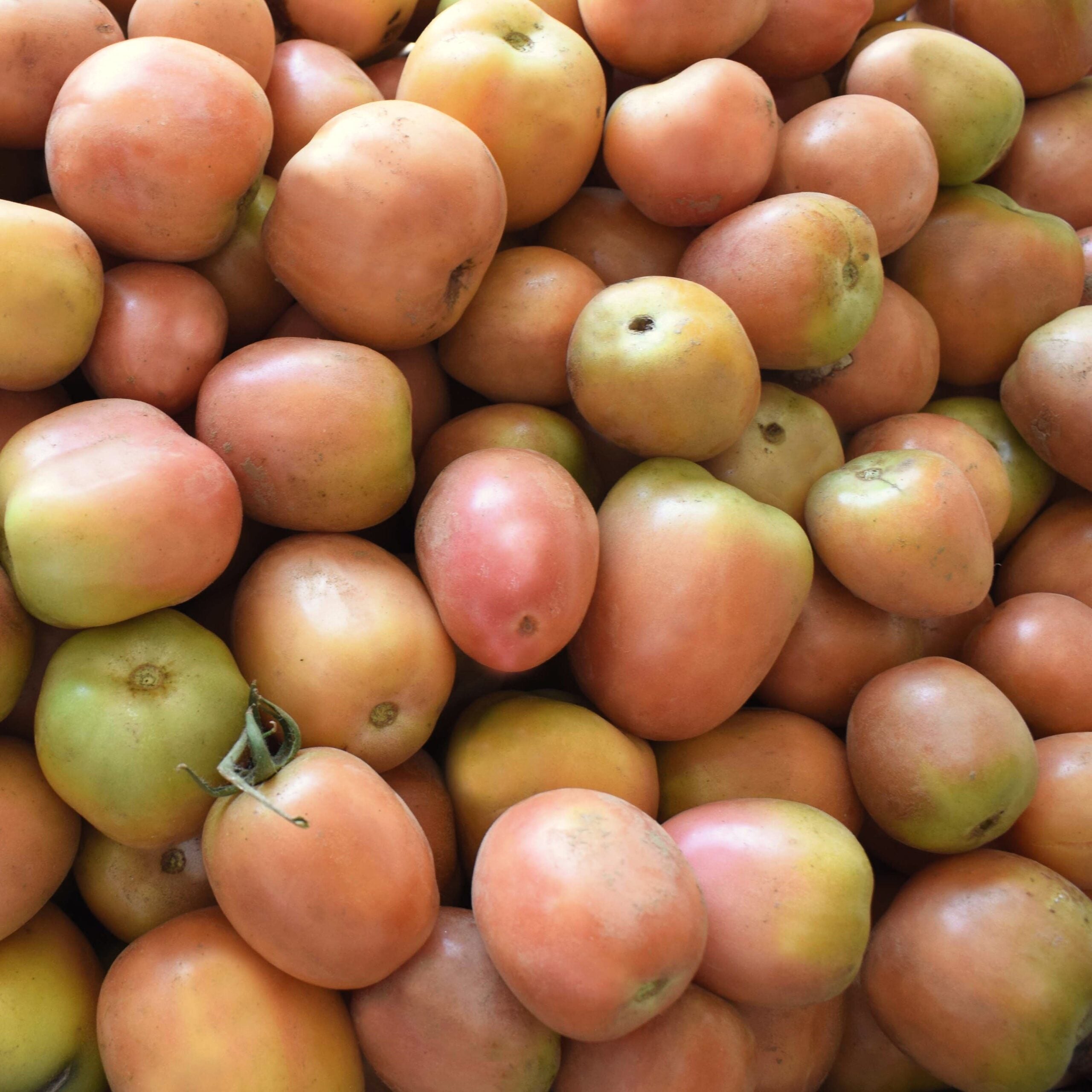 Tomate de Inverno