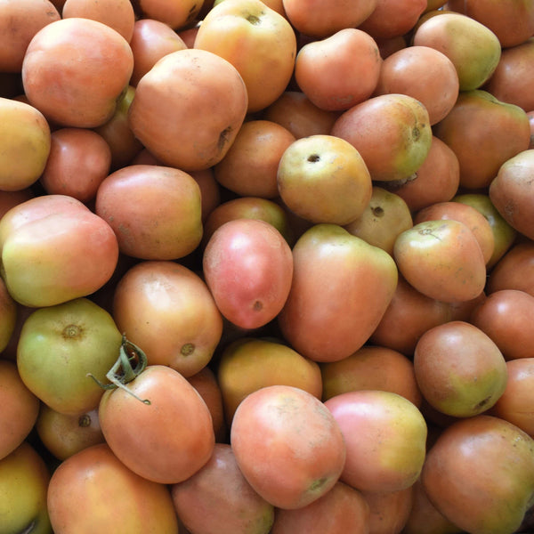Tomate de Inverno