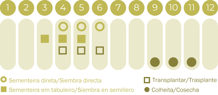 Luffa
