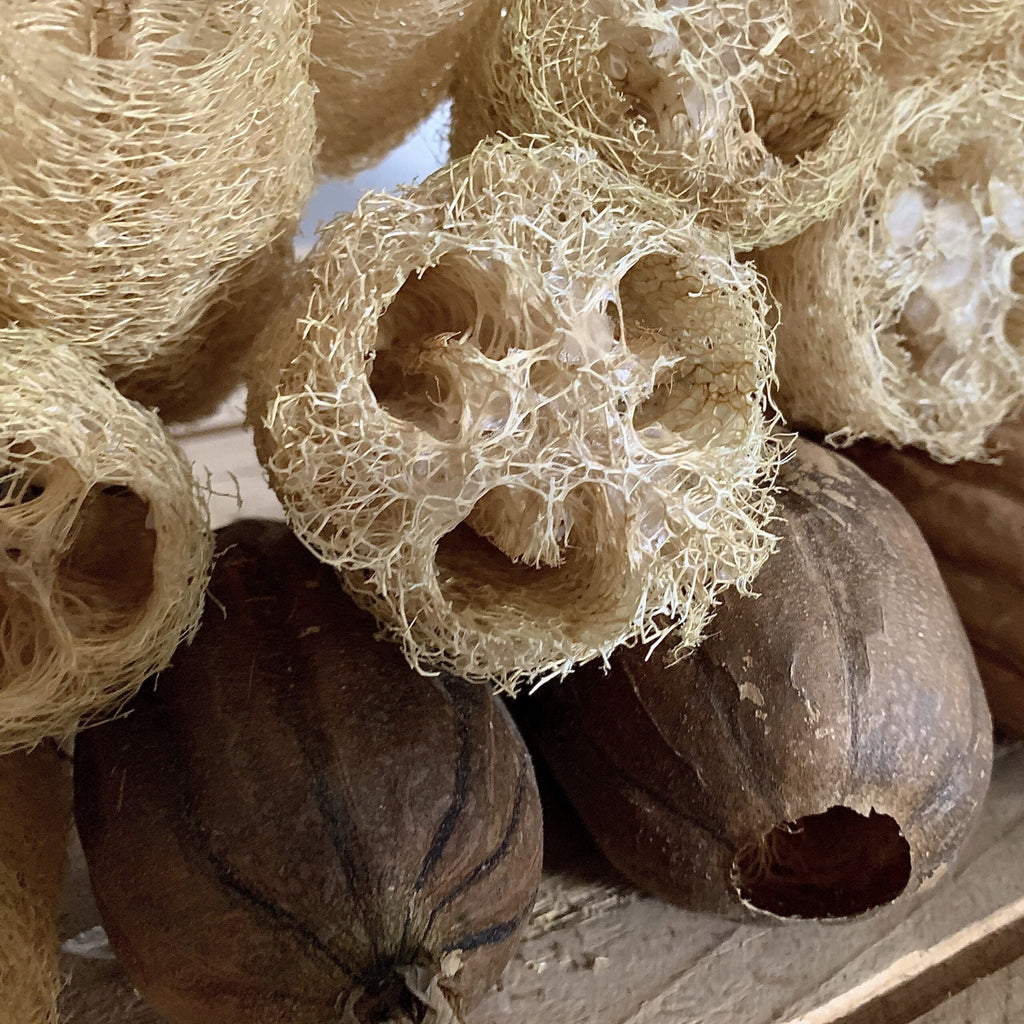 Luffa