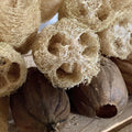 Luffa