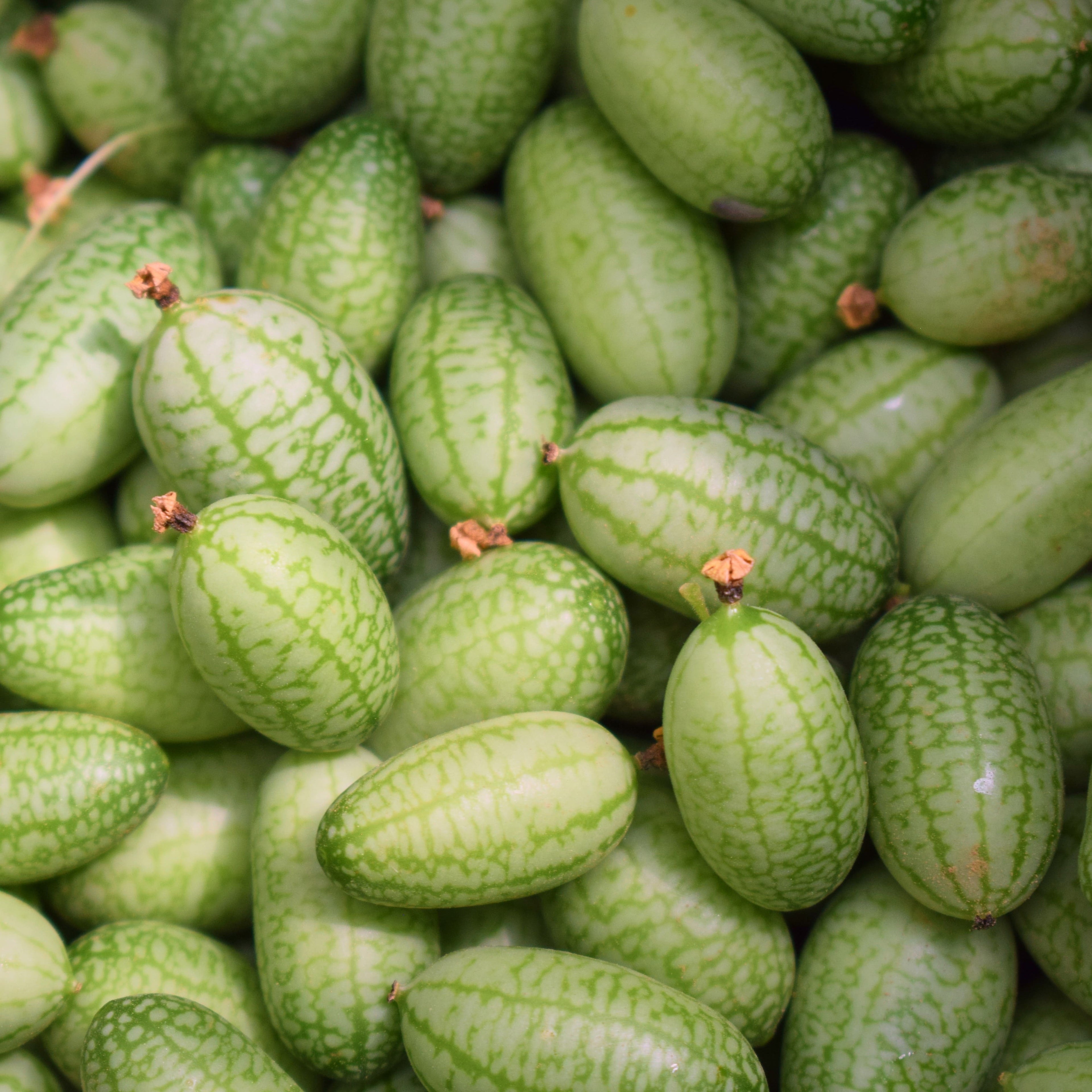 Cucamelon