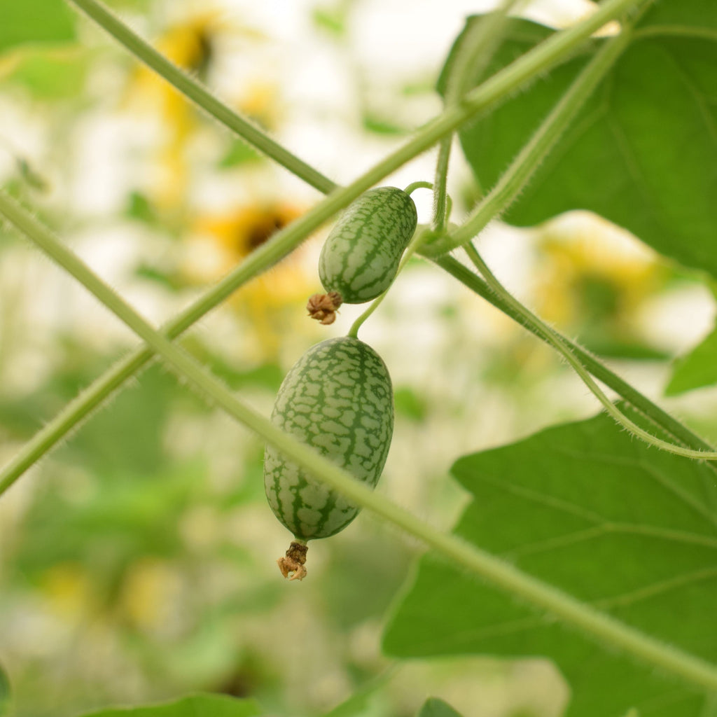 Cucamelon