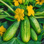 Pepino Hokus