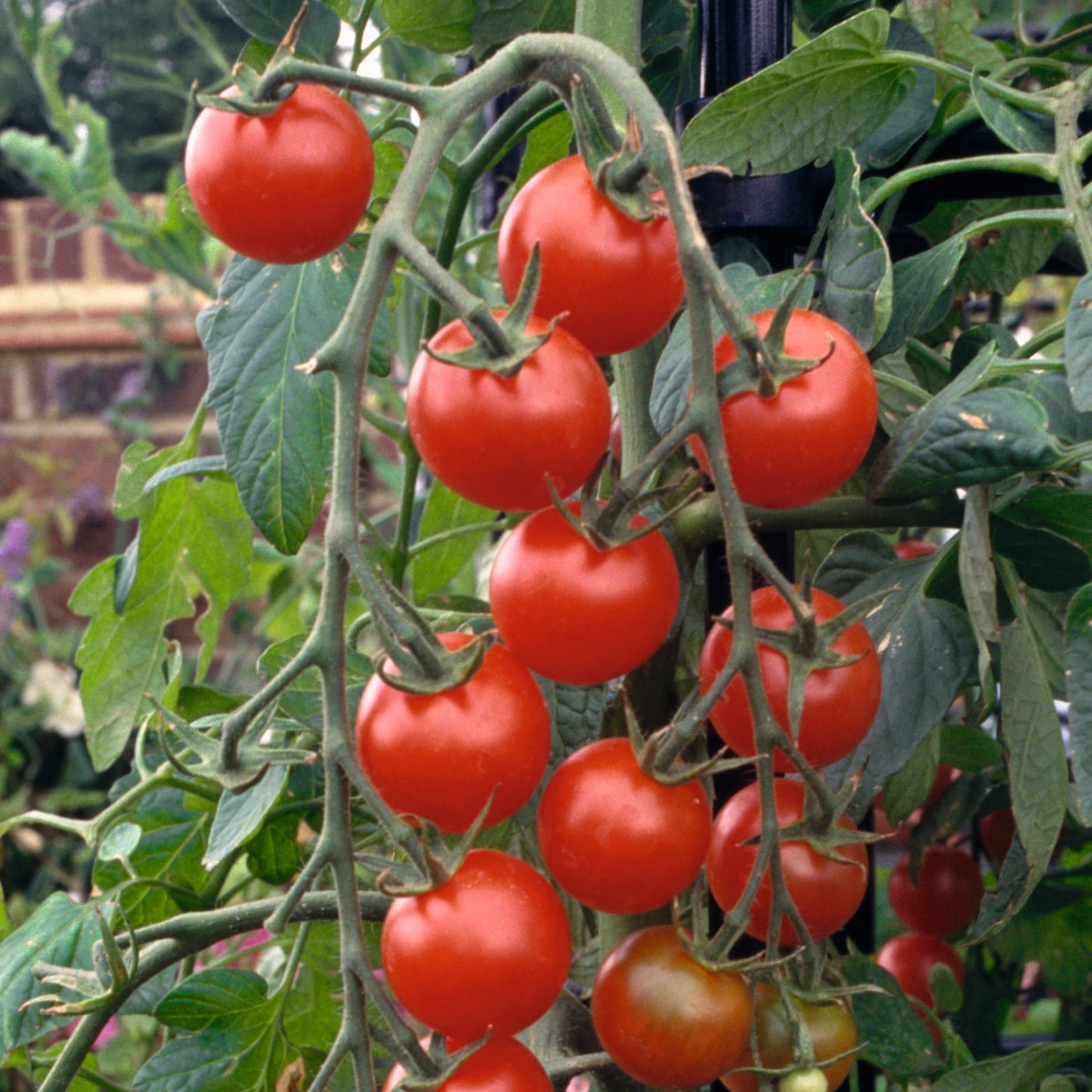 Tomate Gardener's Delight