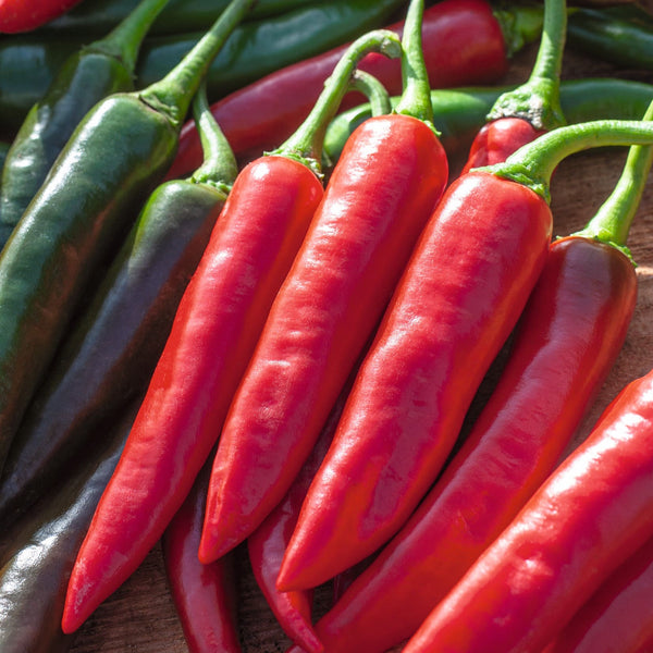 Pimento Sucette de Provence
