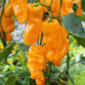 Pimento Petit Marseillais