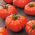 Tomate Marmande