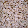 Chícharo