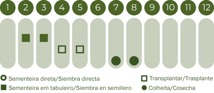 Cebola Branca de Lisboa