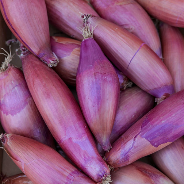 Cebola Rossa lunga di Firenze