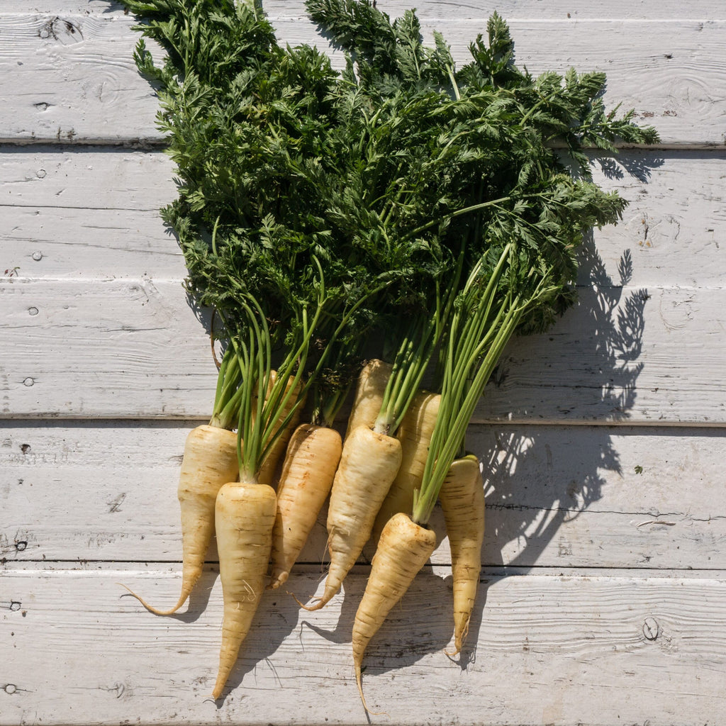 Cenoura Blanche de Kuttingen