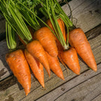 Cenoura Oxhella