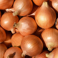 Cebola Stuttgarter