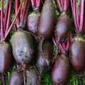 Beterraba Cylindra