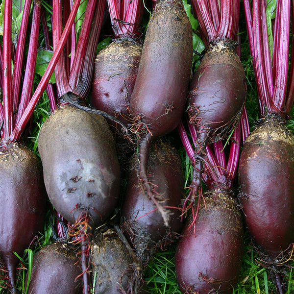 Beterraba Cylindra