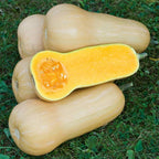 Abóbora Butternut Waltham